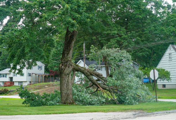 Tree Health Inspection in Waverly, NY